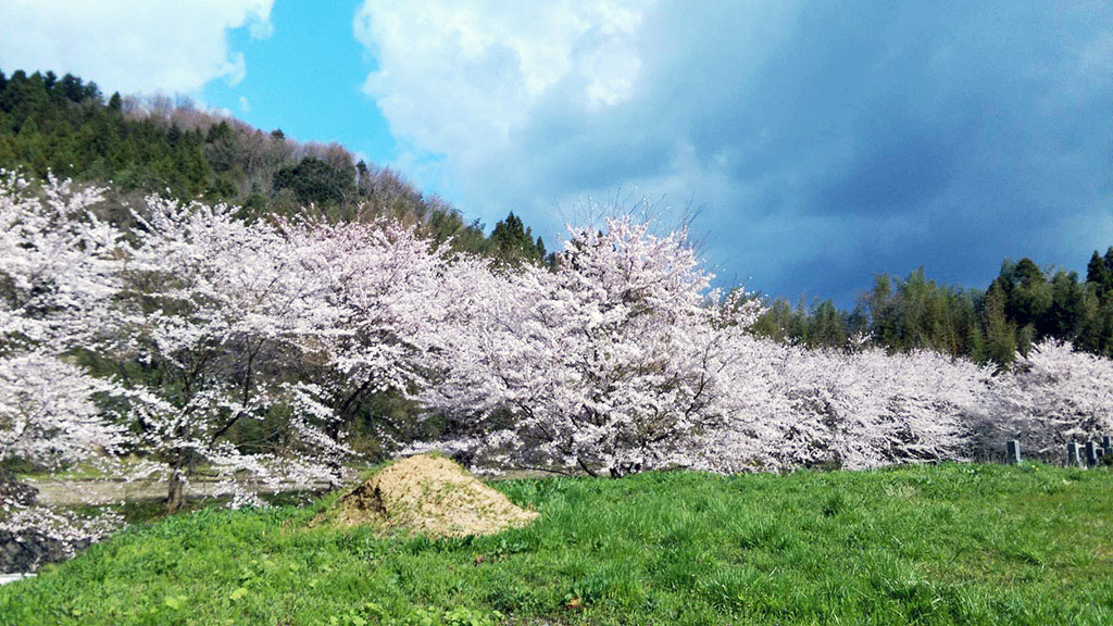 能登七尾の里山里海 - 桜並木