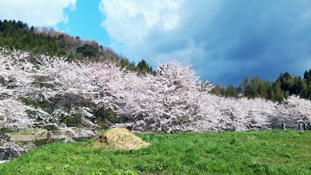 能登七尾の里山里海 - 桜並木